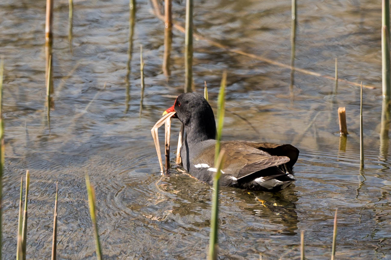 Teichhuhn