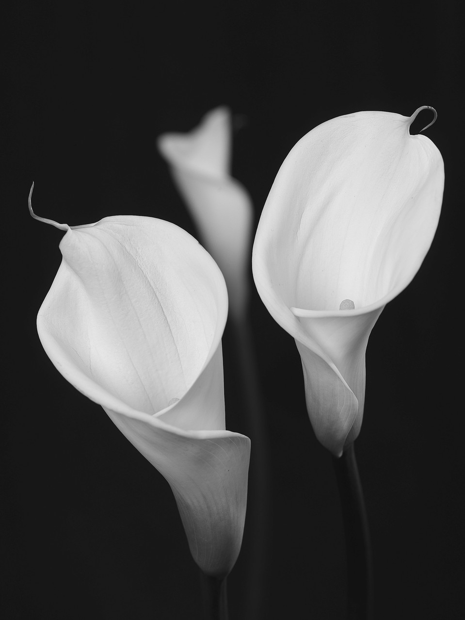 Calla