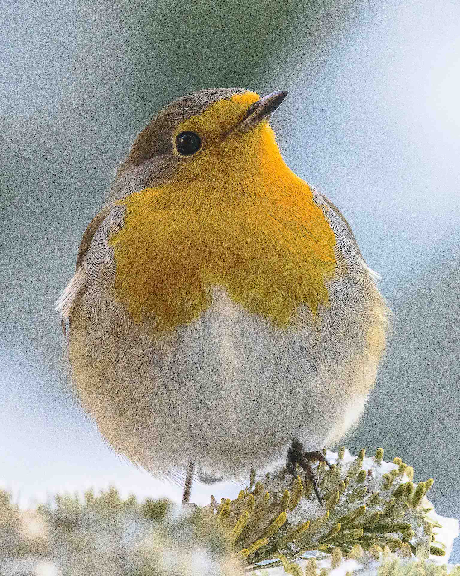 Rotkehlchen  (Foto: Dieter Zindler)