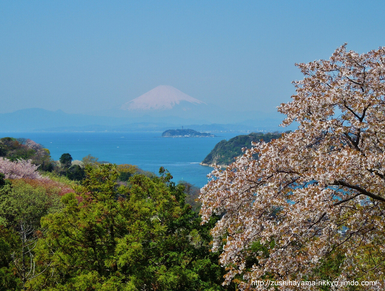 逗子葉桜から富士（撮影者：岸野浩平）
