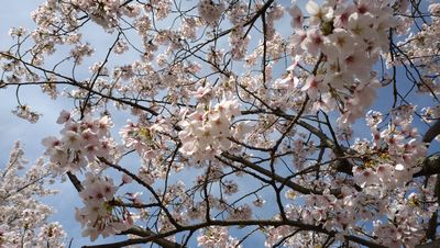ささやかなお花見