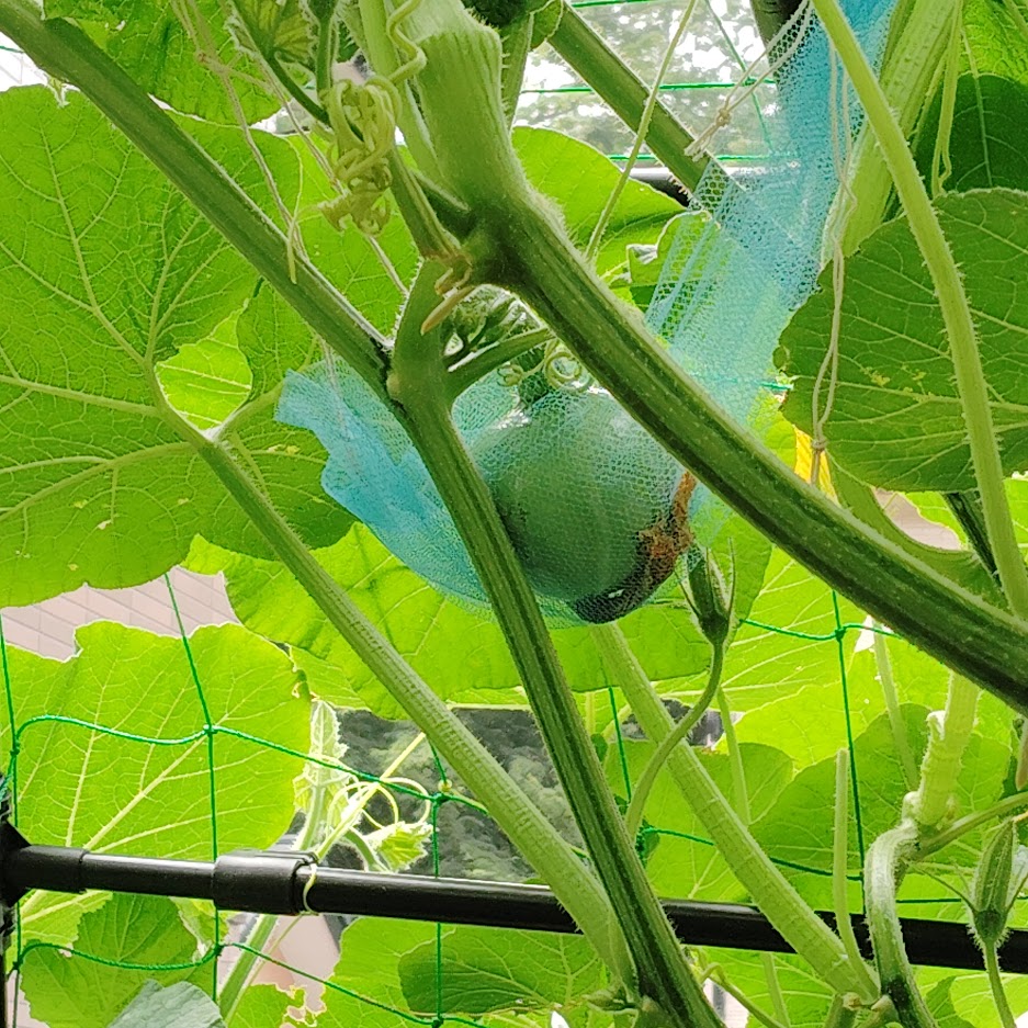 最初はこんな大きさでしたが