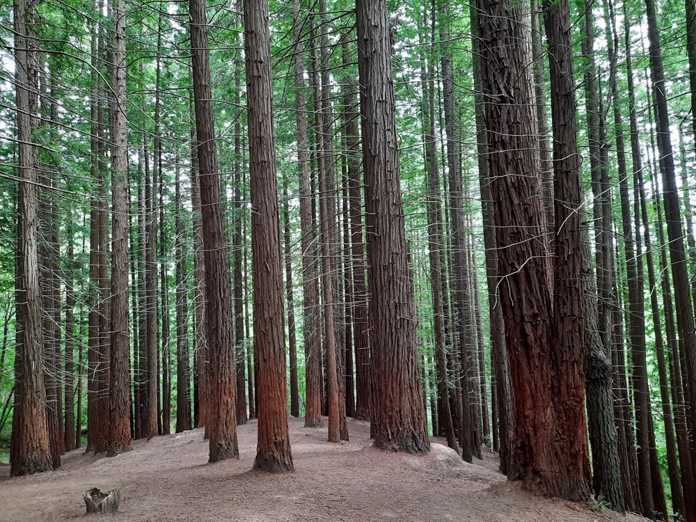 Forêt de séquoias