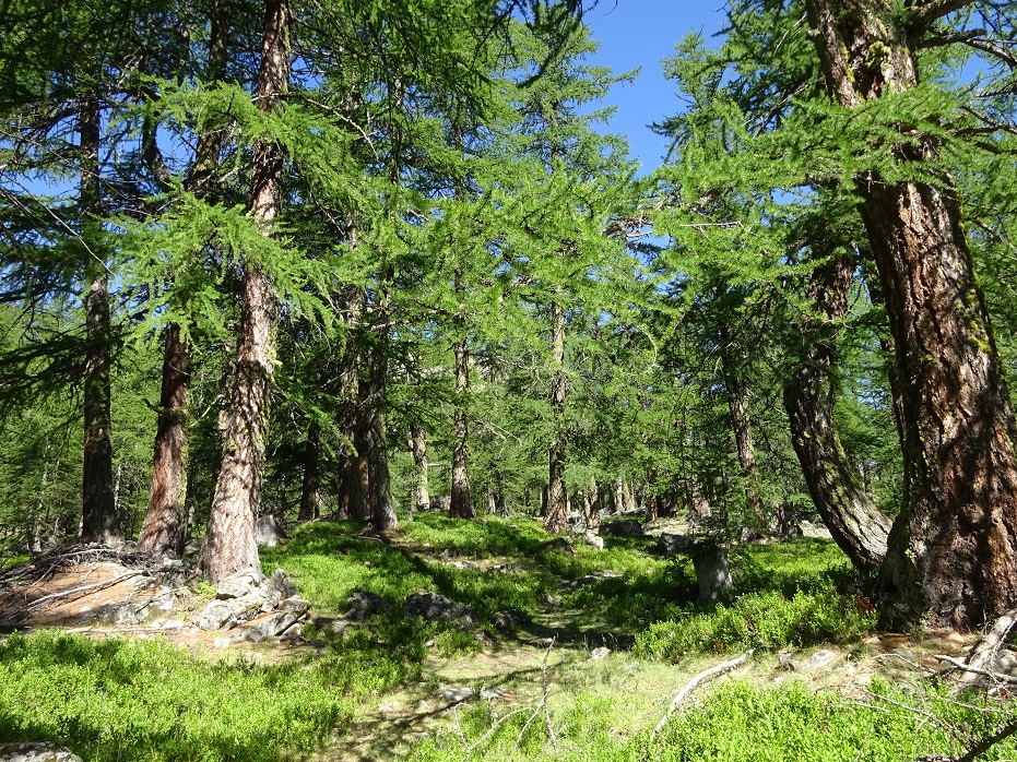 Forêt de mélèzes