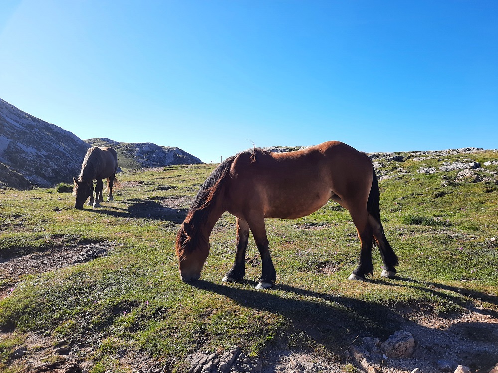 et des chevaux