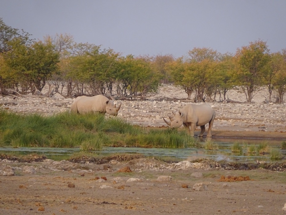 Rhinocéros noirs au trou de Rietfontein