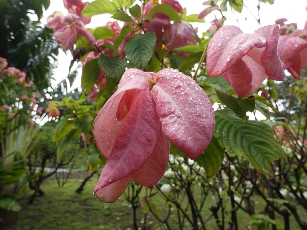 Mussaenda rose