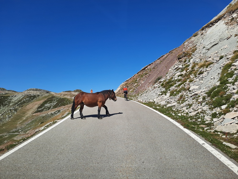 Il y a de tout sur la route qui monte à l'Alto Campoo, même des chevaux qui traversent sans se soucier de rien