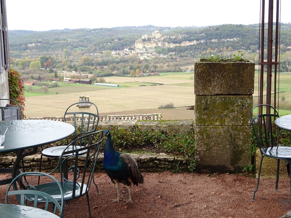 Un des paons sur la terrasse du salon de thé avec le château de Beynac au loin