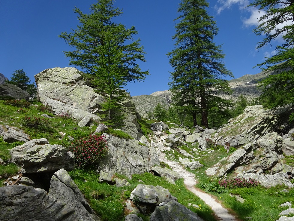 Arrivée au lac avec des rhododendrons encore présents à la mi-juillet