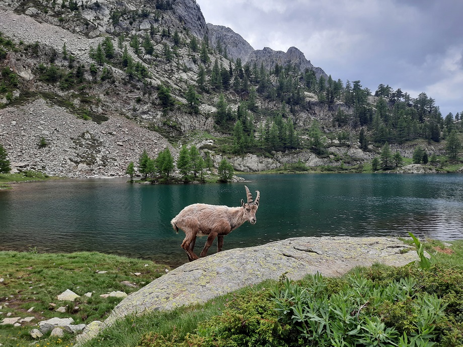 En juin 2025, nous avons même eu droit à un bouquetin posant devant le lac de Trécolpas 😊