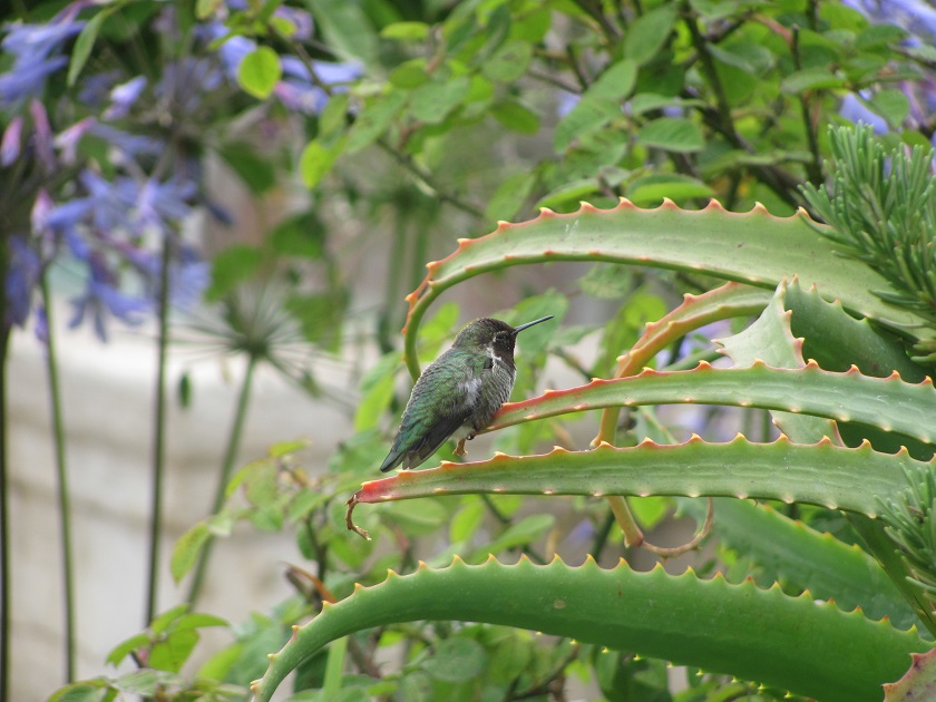 Colibri à la mission san carlos de Borromeo de Carmel