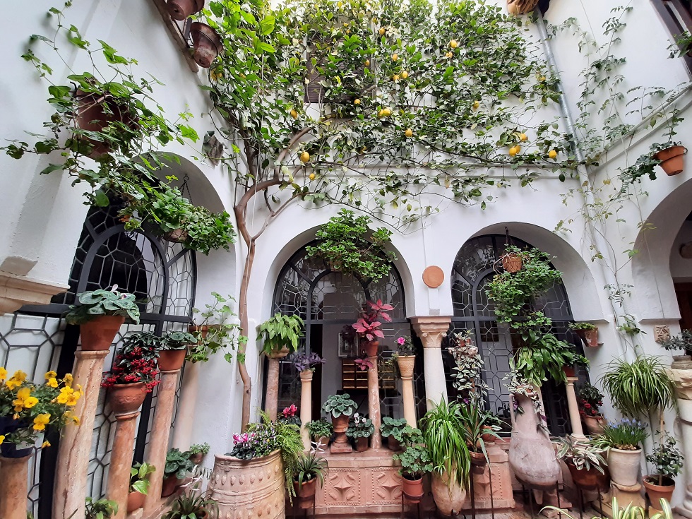 Le patio du n°20 de la c/ san Basilio est doté d'un magnifique citronier palissé sur le mur