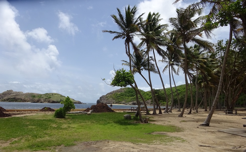 Vous voyez ces beaux tas de sargasses sur la plage ?