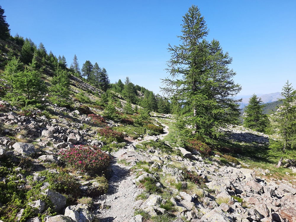 Entre le col de Veillos et le lac Petit, beaucoup de rhododendrons en fleur à la mi-juin