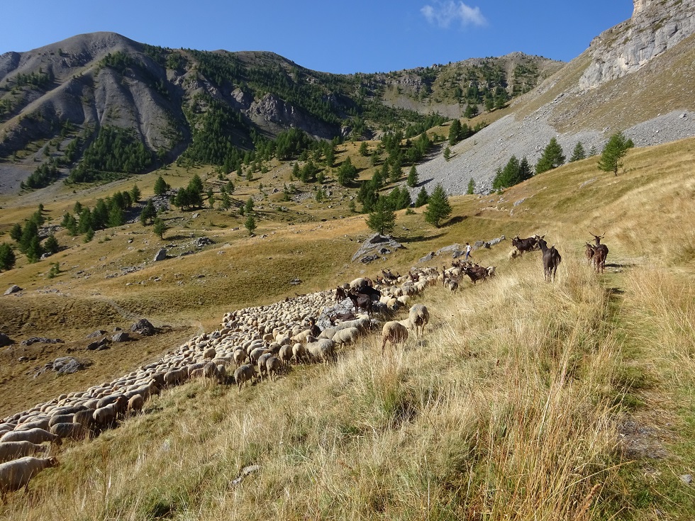 Rencontre avec un troupeau peu après la bergerie proche de la balise 44a