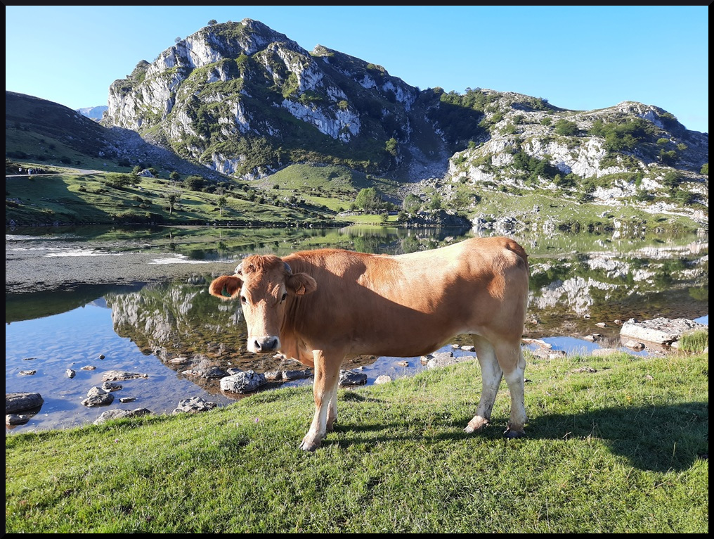Regardez cette beauté posant devant le lac Enol !