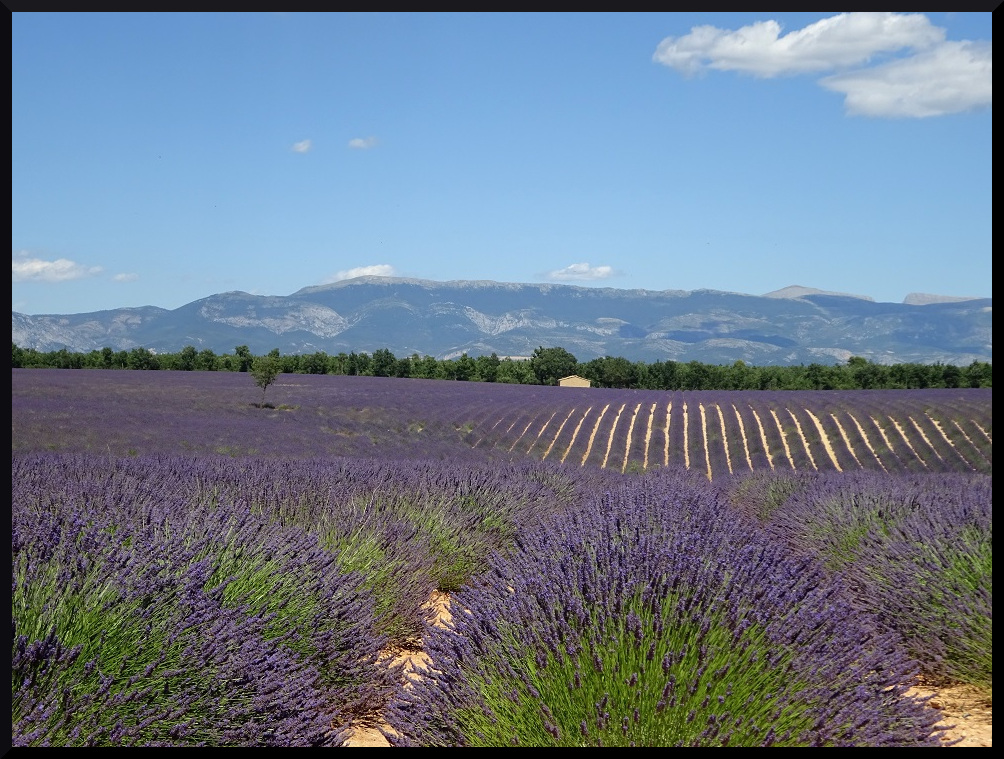 Lavandes sur le plateau de Valensole