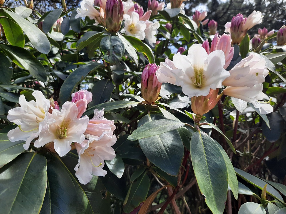 Rhododendrons géants