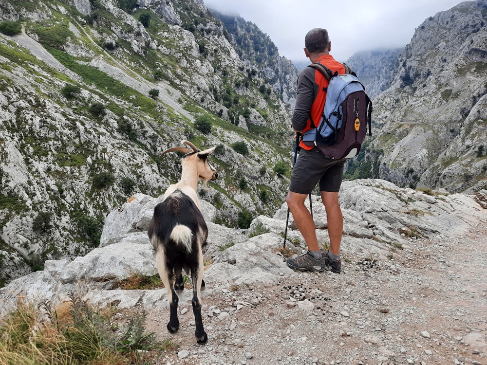 Cette chèvre a suivi mon mari un bon moment !