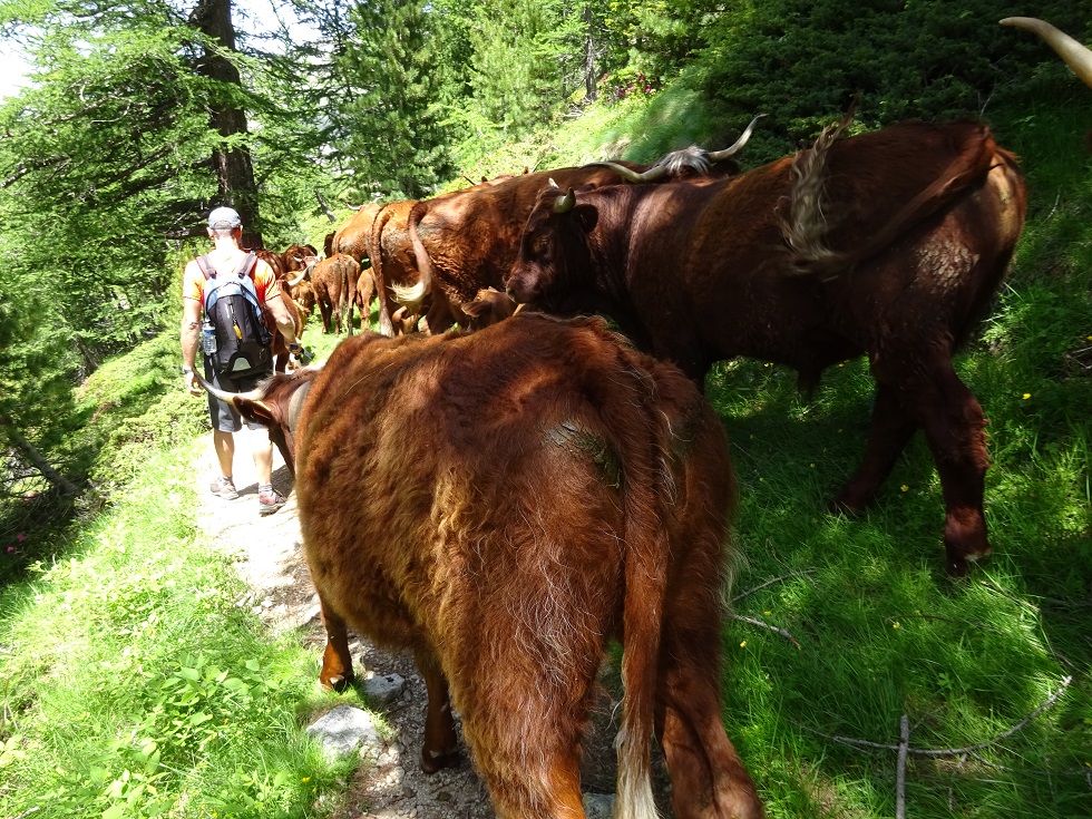 Important troupeau de vaches en arrivant au vallon de Prals