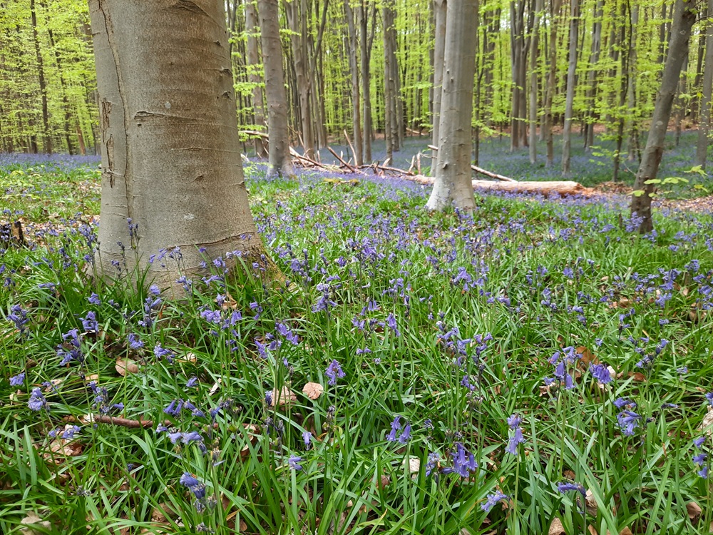 Tapis bleuté de jacinthes des bois