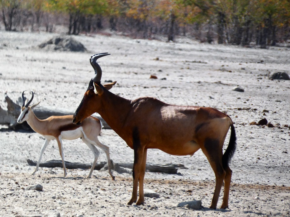 Bufale roux et springbok