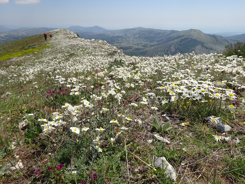 La crête recouverte d'un tapis de fleurs