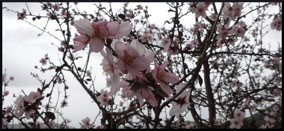 Amandier en fleur