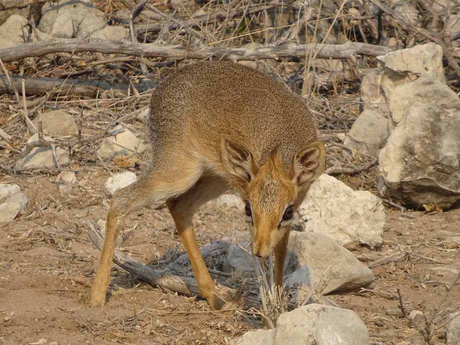 Dik-Dik