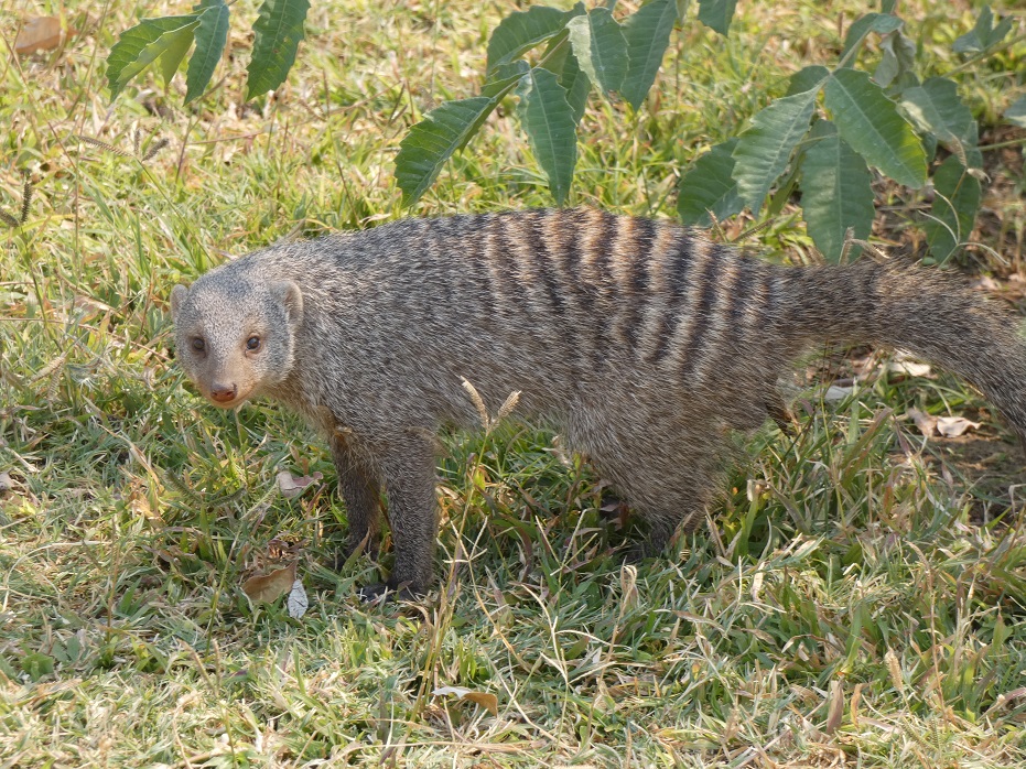 Mangouste rayée