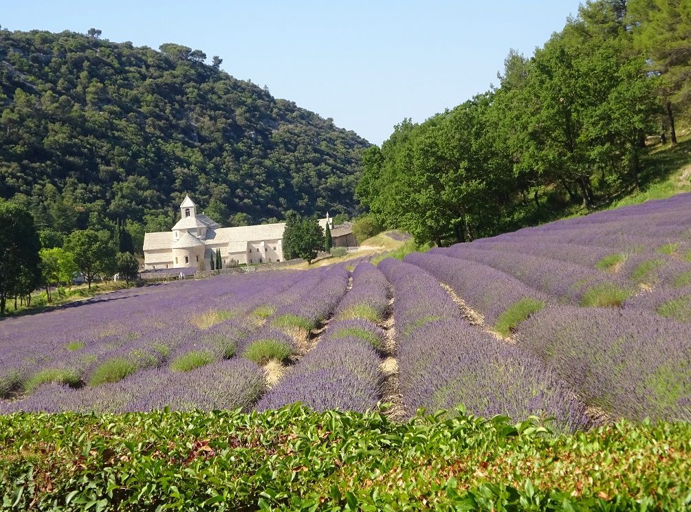 Vue de l'abbaye de Sénanque en arrivant