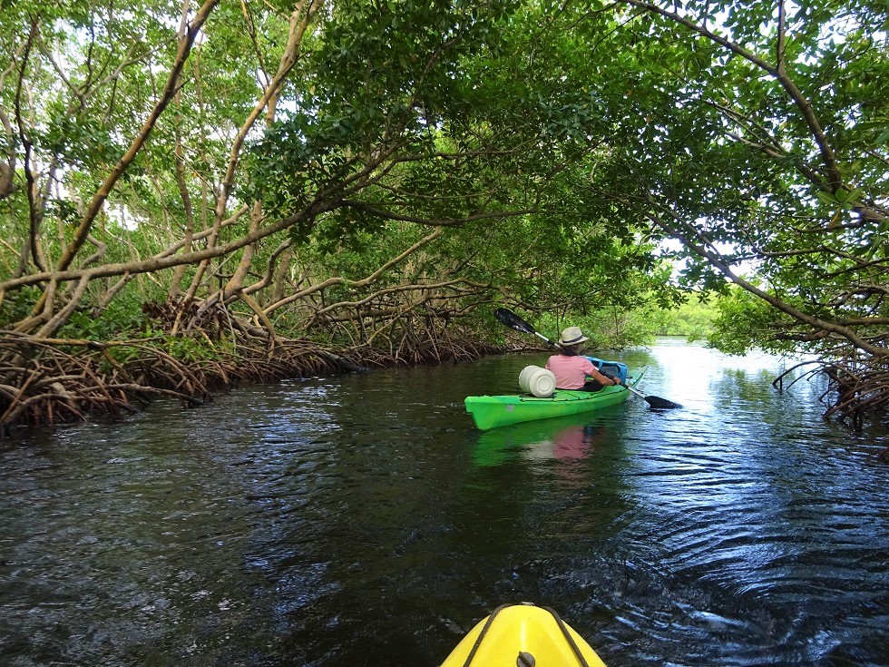 Notre guide indispensable dans le labyrinthe de la mangrove