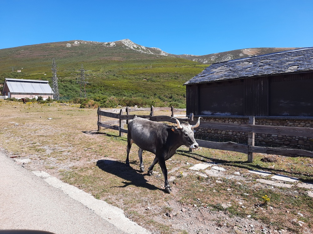 Une vache de race tudanca que l'on trouve dans les zones montagneuses de Cantabria