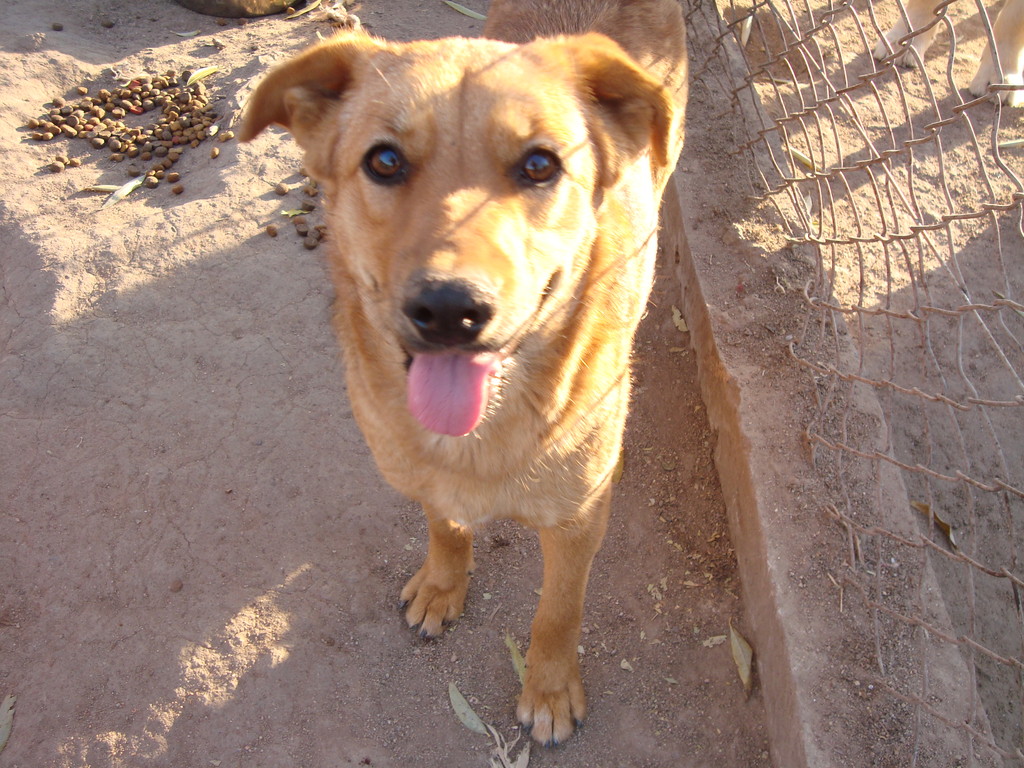 ADOPTADA