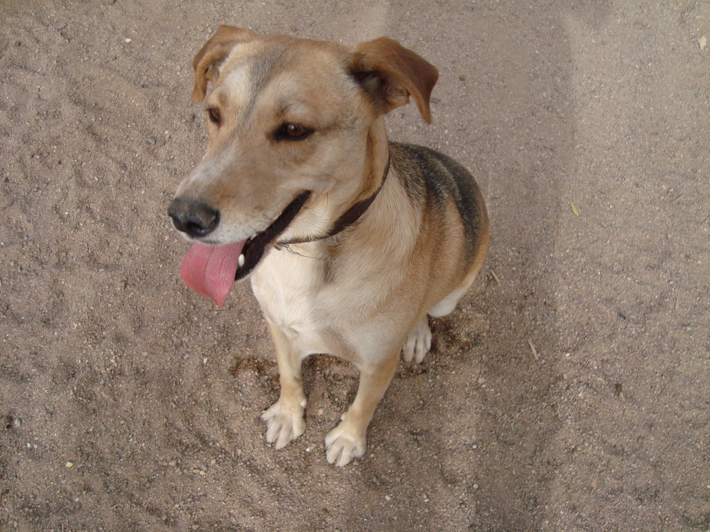 ADOPTADA