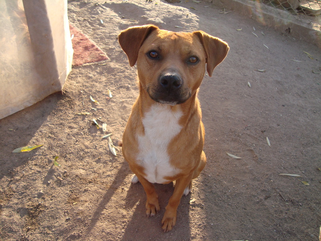 ADOPTADO