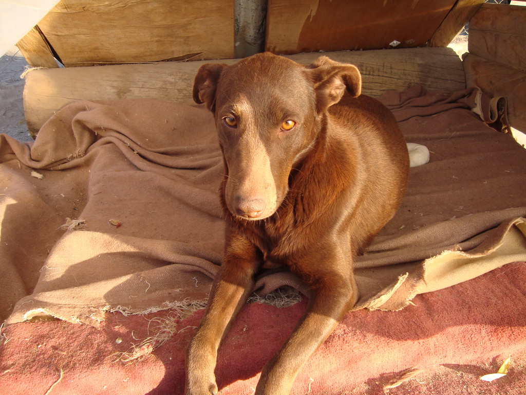 ADOPTADA