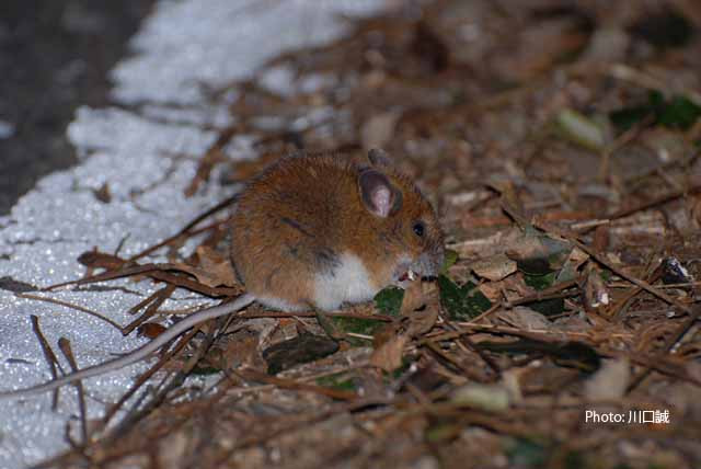 その後、農林業の衰退とともに餌となる小動物が減少し