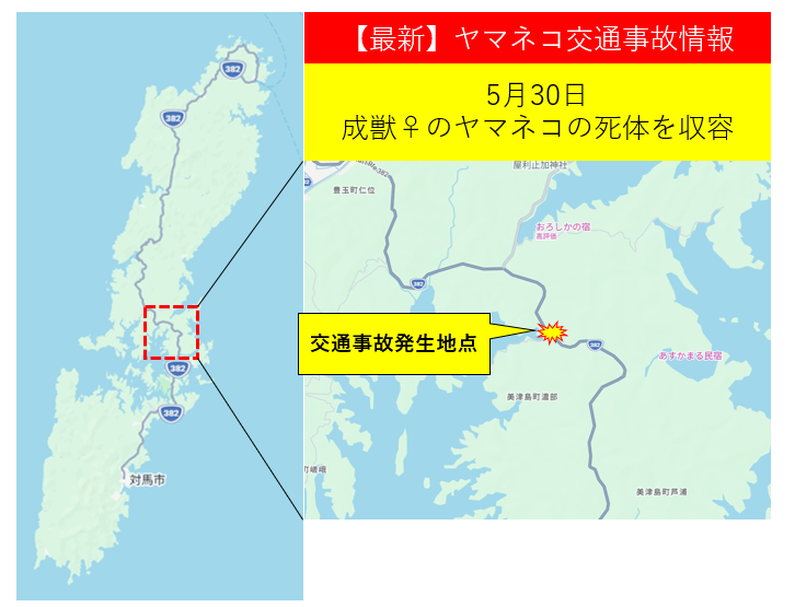 ヤマネコの交通事故発生が発生しました。