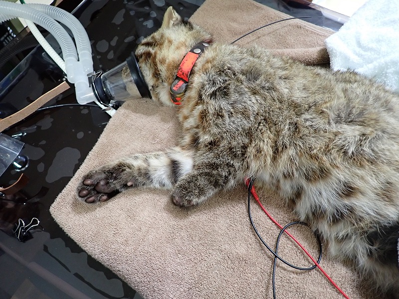 検査中の様子。