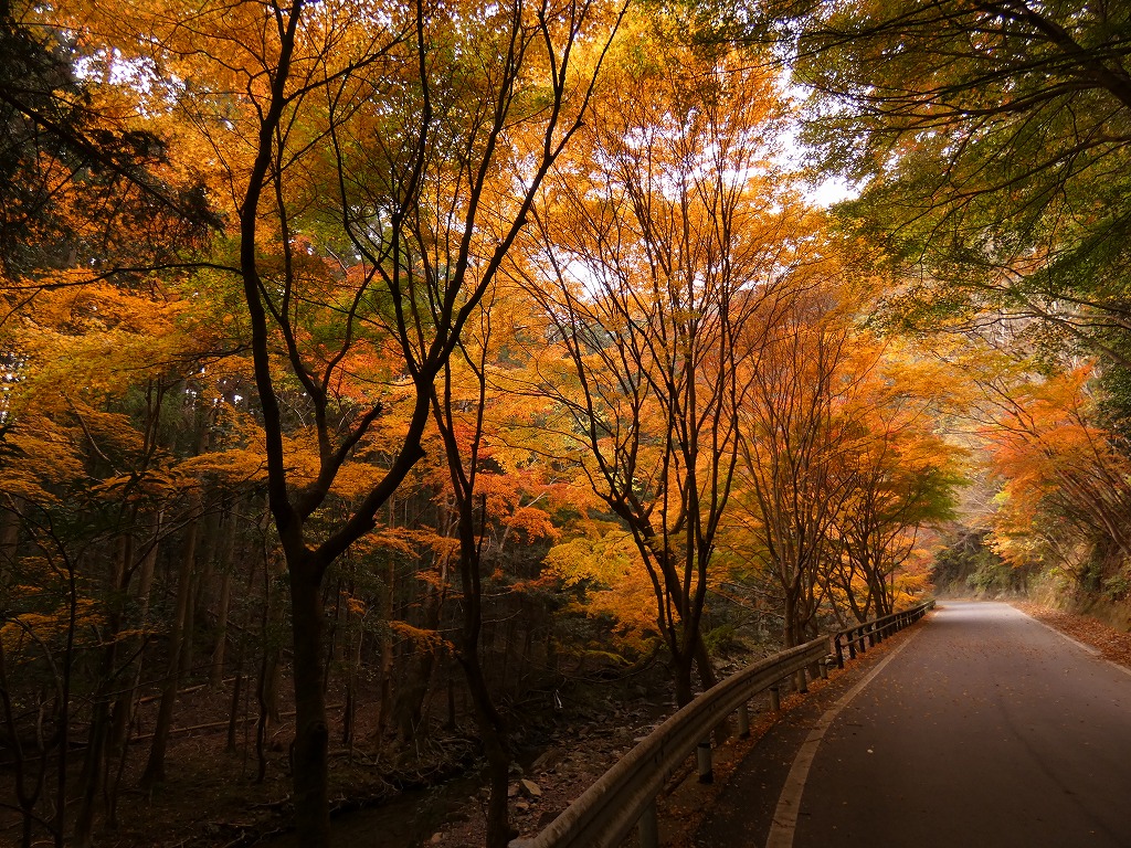 11月下旬の舟志の「もみじ街道」。今年は色づく時期がまとまっており、迫力ある紅葉が見られました。