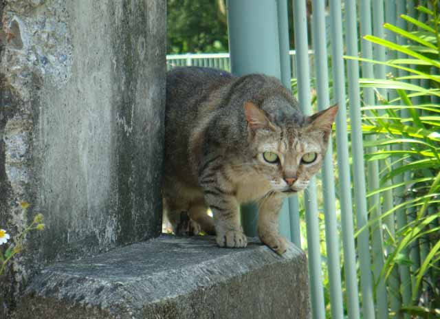 小笠原の自然はさまざまな影響を受けています