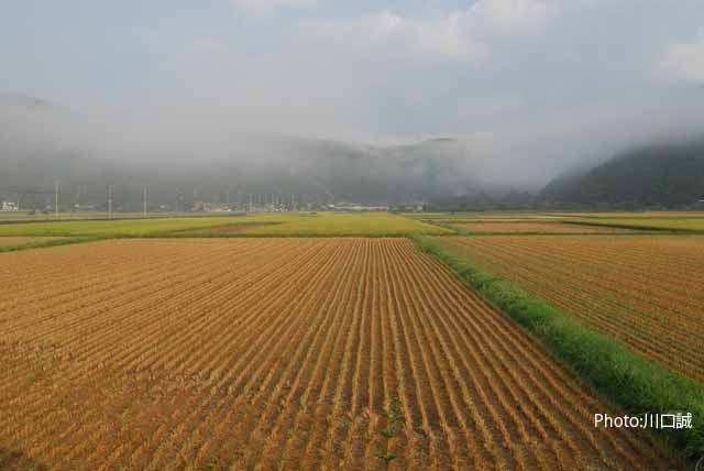 対馬の自然をまるごと守りたい