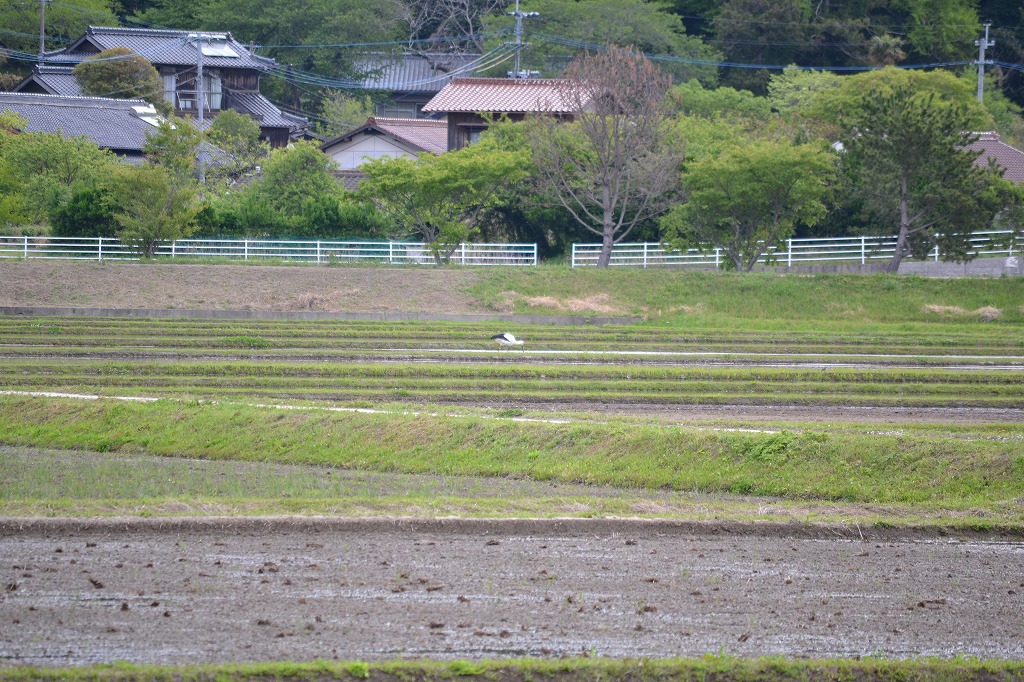 コウノトリ。前後の日に同じ足輪をつけた個体が下島にいたそうで、80km程を1日で往復していたらしい!