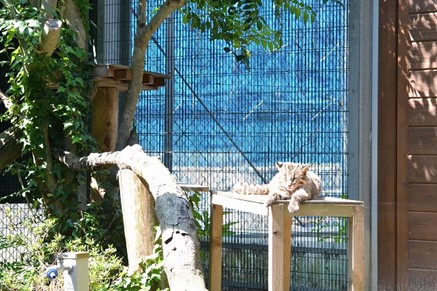 台の上で日向ぼっこするかなた。お客さんがいても気にせず伸び伸び過ごしています。