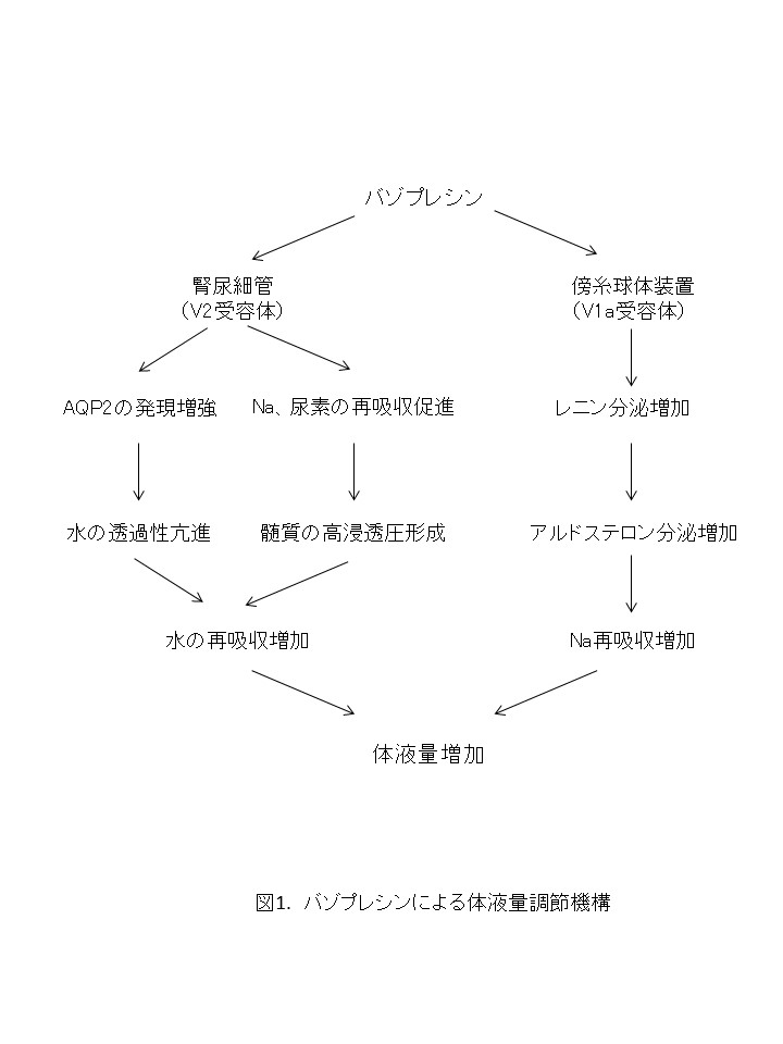 バゾプレシンと体液量調節 Nagoya Endo ページ バゾプレシンと体液量調節 Nagoya Endo ページ