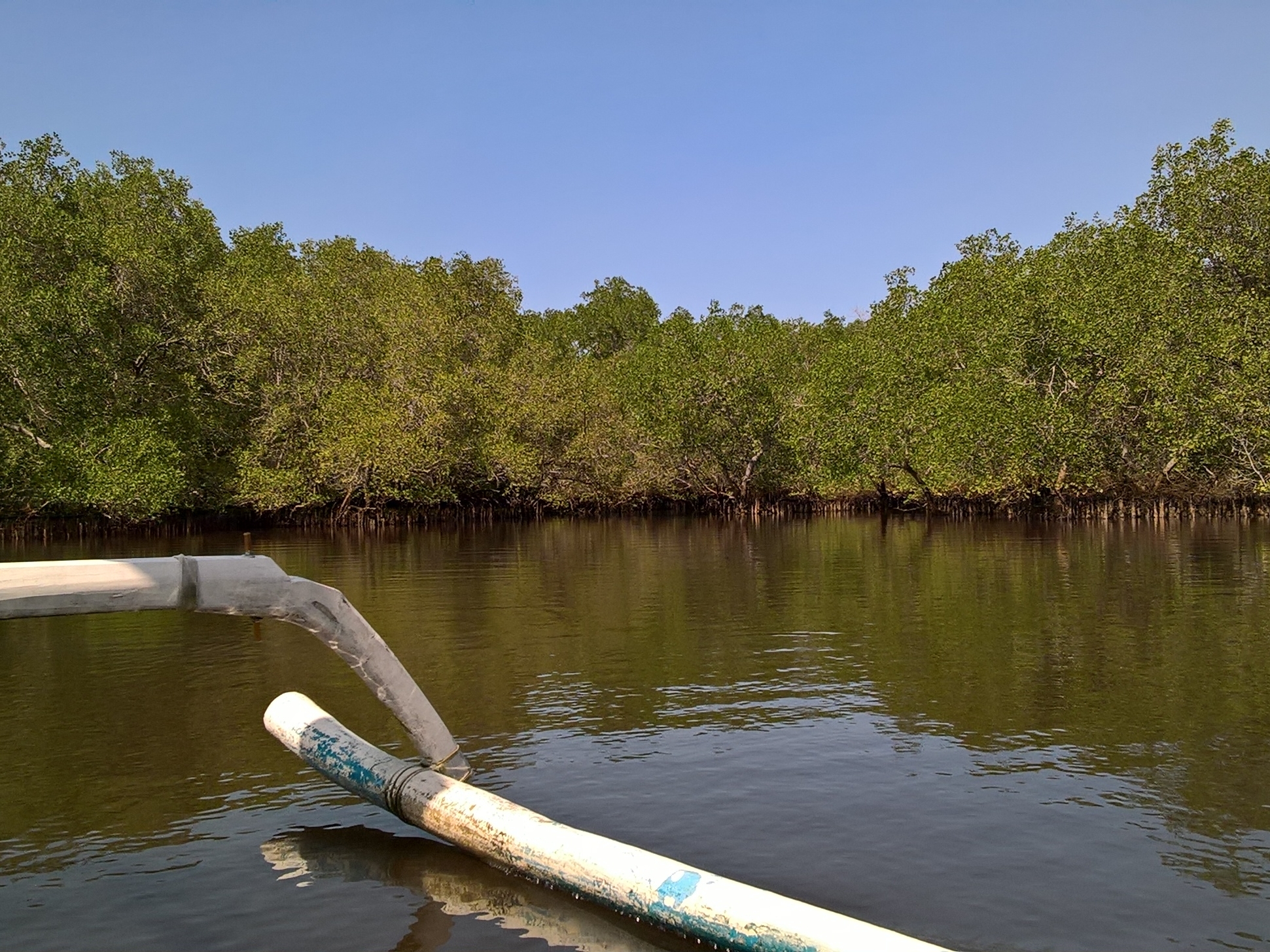 Nature in West Bali, mangrove forest