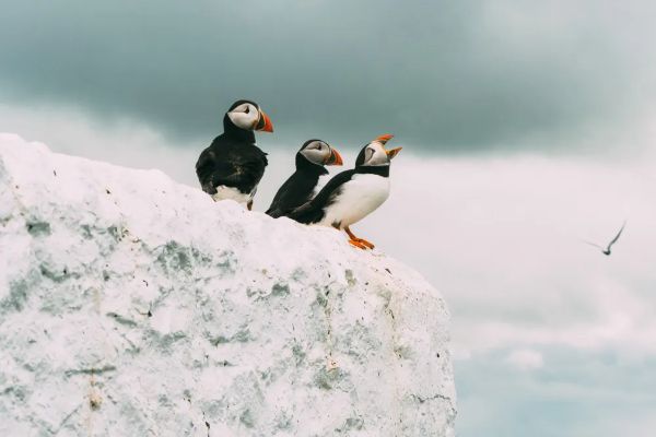 Farne Island Puffins 