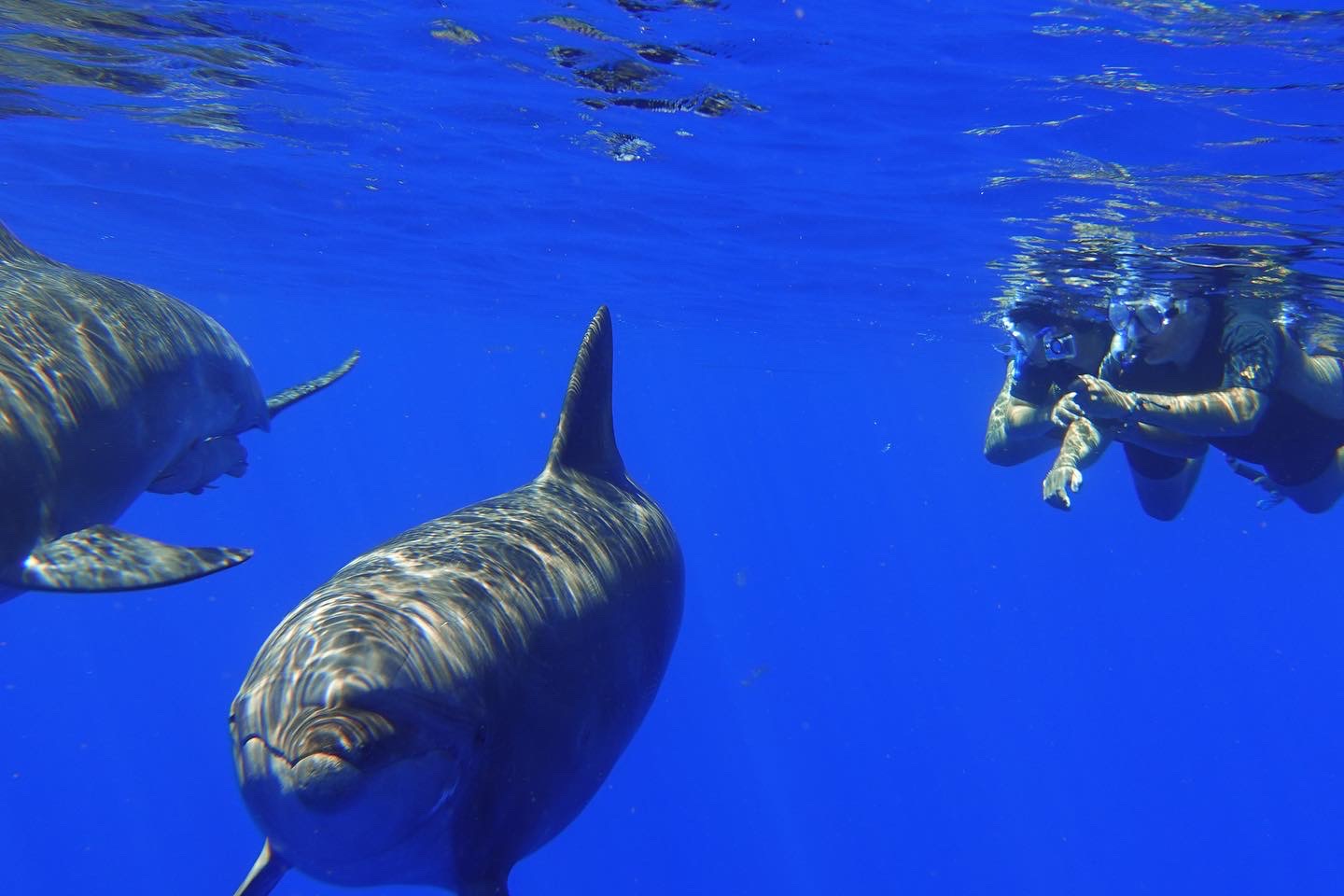 Mise à l'eau avec des dauphins sur l'ile de la Réunion